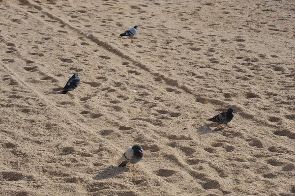 España Gaviotas Mediterráneo —  Fotos de Stock