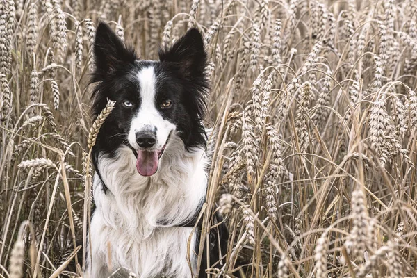 Frontera Collie Campo Trigo — Foto de Stock