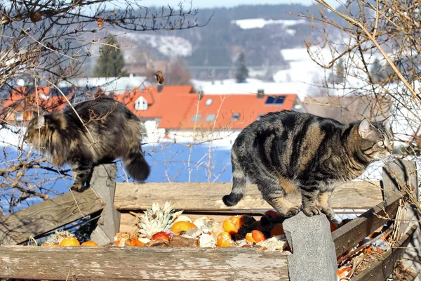 Çöpteki Kediler — Stok fotoğraf