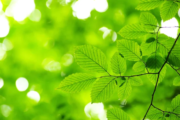 Jarní Letní Flóra Zelené Listy — Stock fotografie