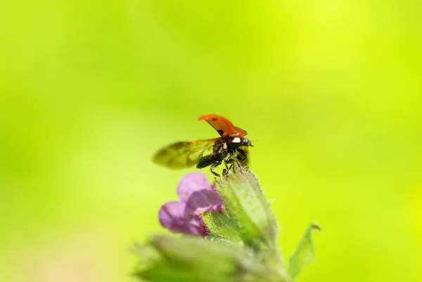 Coccinelle Assise Sur Brin Herbe — Photo