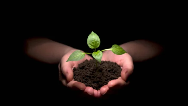 Manos Sostiene Una Pequeña Planta Verde Sobre Fondo Negro —  Fotos de Stock