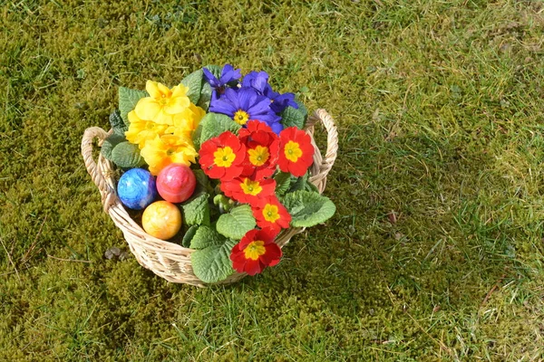 Πασχαλινά Αυγά Πασχαλινό Αυγό Αυγό Αυγά Πάσχα Πάσχα Γιορτή Primrose — Φωτογραφία Αρχείου