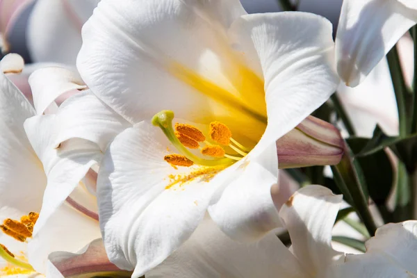 the flower of a white lily is the persons bill. the close-up shows the inside of the flower with stamens and pistils.