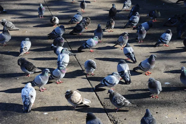 Scenic View Pigeon Birds — Stock Photo, Image
