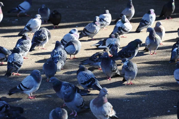 Vista Panorámica Las Aves Palomas — Foto de Stock