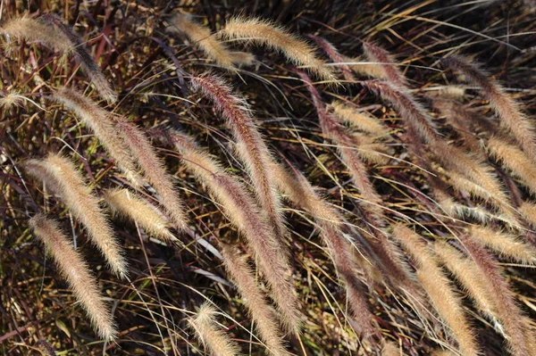 Seagrass Flora Foliage Nature — стоковое фото