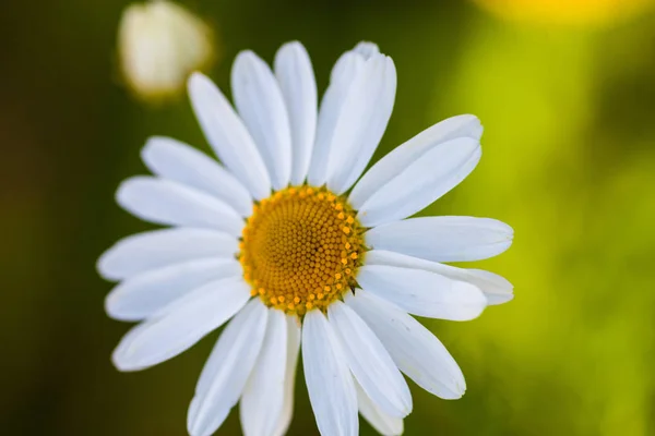 Closeup Της Άνθισης Oxeye Daisy Leucanthemum Vulgare — Φωτογραφία Αρχείου