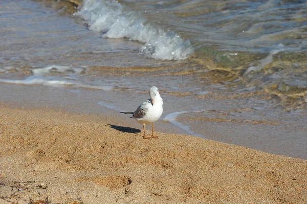 Gulls Medium Spain — стоковое фото