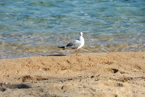 Gulls Medium Spain — стоковое фото