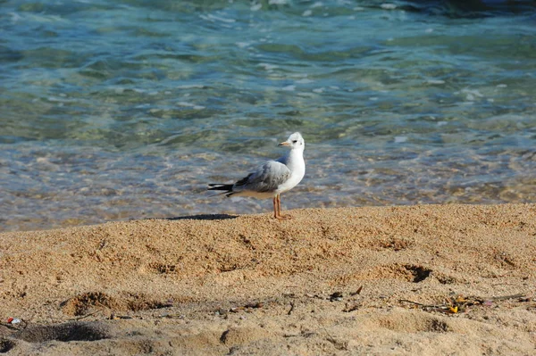 Måsar Medelhavet Spanien — Stockfoto