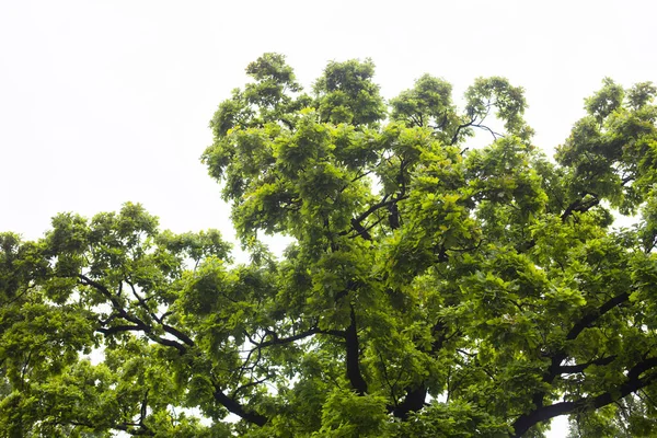 Zöld Ágak Tölgyfa Ellen Fehér Háttér — Stock Fotó