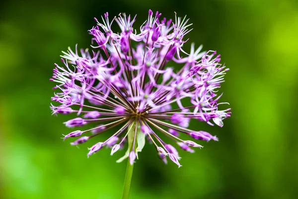 Närbild Blommande Lila Prydnadslök Allium — Stockfoto