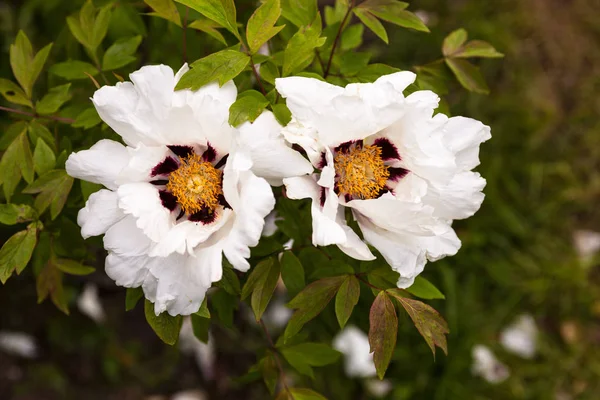 Beautiful Delicate White Peony Flowers — Stock Photo, Image