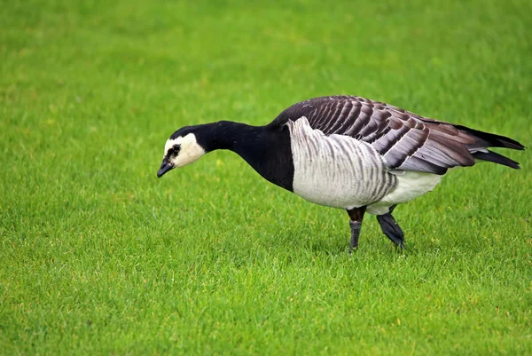 Barnacle Goose Branta Leucopsis — Stock Photo, Image