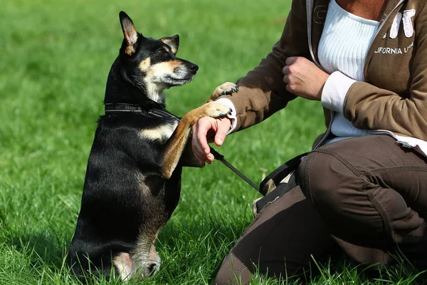 犬と男の友情 — ストック写真