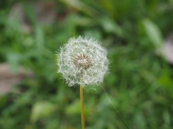 Kwiat Taraxacum Officinale Vel Mątwa Pospolita — Zdjęcie stockowe