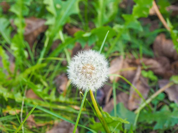 Blume Der Taraxacum Officinale Pflanze Aka Löwenzahn — Stockfoto