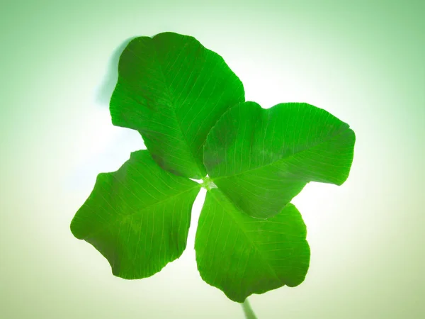 Vintage Look Four Leaf Clover Shamrock Symbol Ireland Luck — Foto de Stock