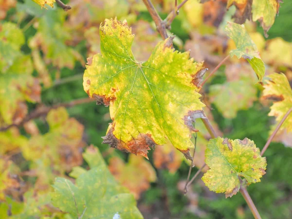 ブドウのヴィティス植物の葉 前景に単葉に焦点を当てる — ストック写真