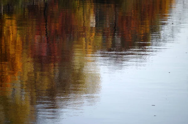 Forêt Automne Sur Fond Nature — Photo