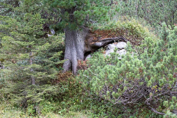 美しいアルプスの風景 — ストック写真