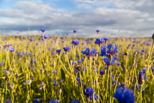 Cornfield Μπλε Άνθη Καλαμποκιού — Φωτογραφία Αρχείου