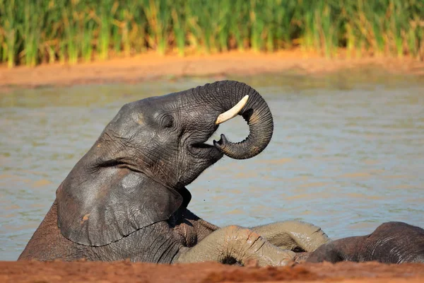 Joven Elefante Africano Juguetón Loxodonta Africana Pozo Agua Parque Nacional — Foto de Stock