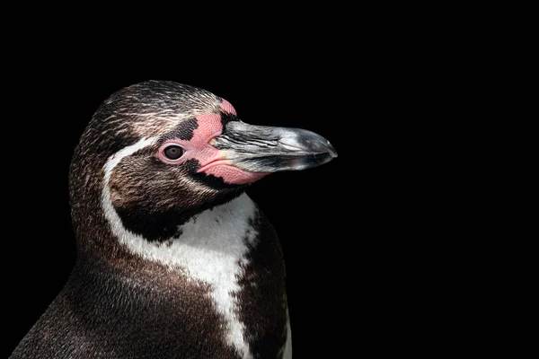 Spheniscus Humboldti Humboldt Pinguin Auf Schwarz — Stockfoto