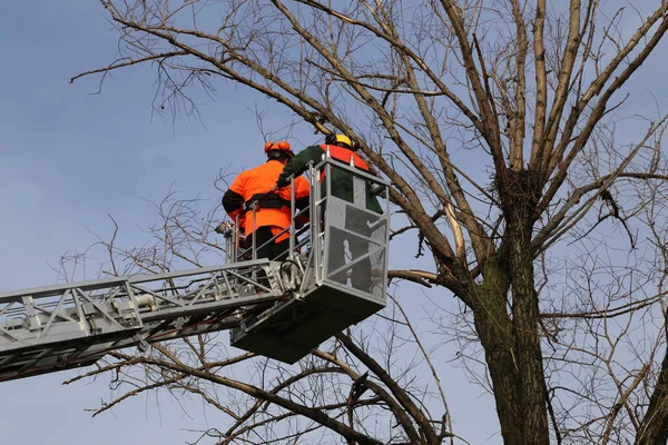 Hombre Cortando Árbol Con Barro —  Fotos de Stock