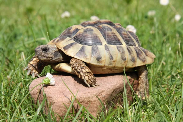 Екзотична Тварина Черепахи Фауна Природи — стокове фото