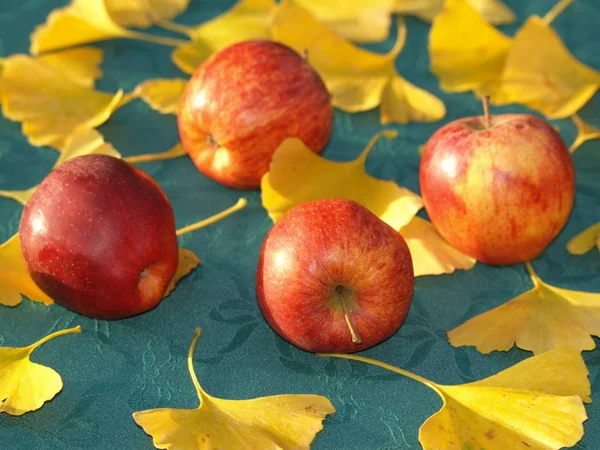Zátiší Boskoop Jablka — Stock fotografie