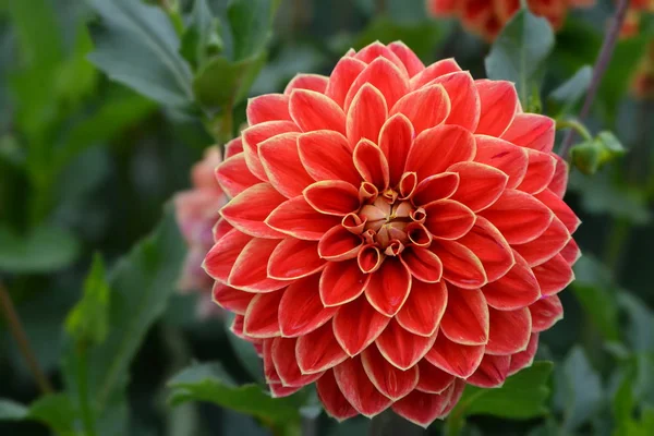 Close View Beautiful Blooming Dahlia — Stock Photo, Image