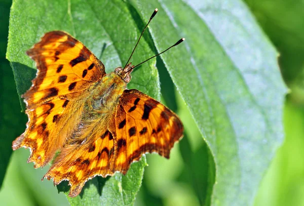 Folder Polygonia Album — Fotografia de Stock