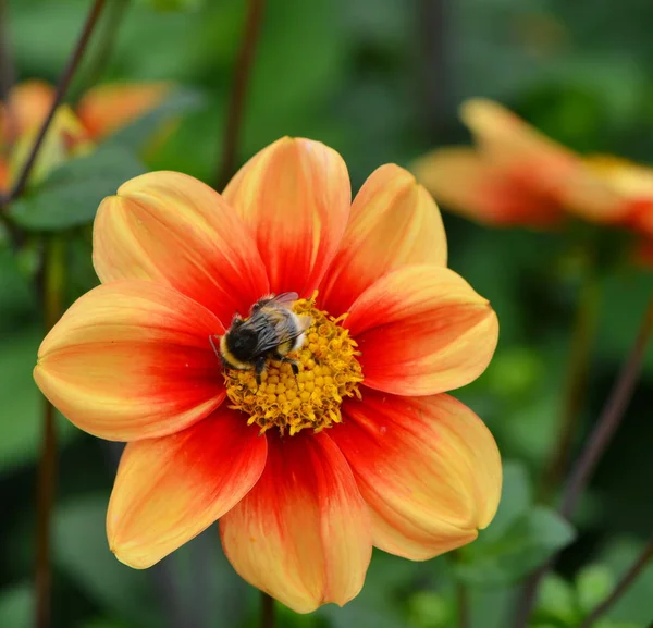 Nahaufnahme Der Schönen Blühenden Dahlie — Stockfoto