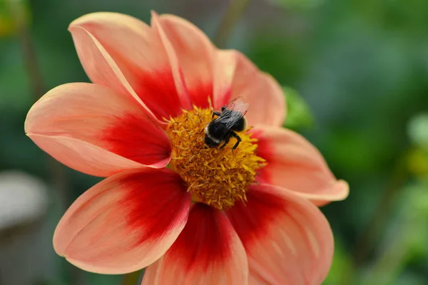 Nahaufnahme Der Schönen Blühenden Dahlie — Stockfoto