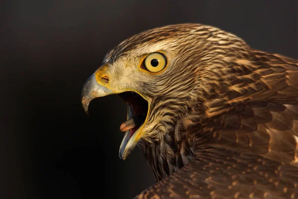 Vue Panoramique Sur Majestueux Prédateur Buzzard — Photo