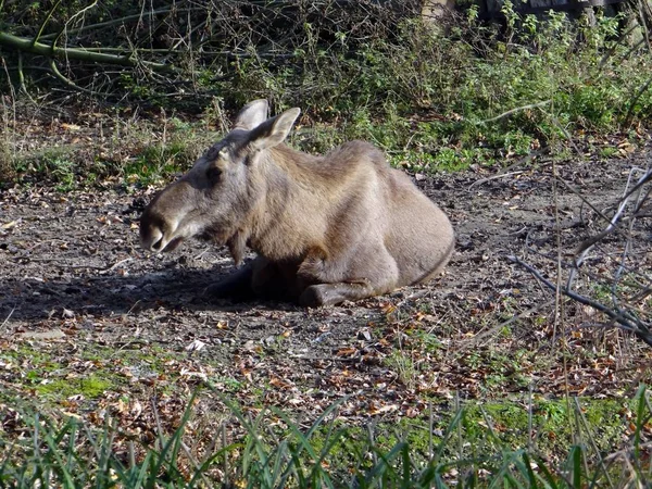 Bruin Elanden Dier Elanden — Stockfoto