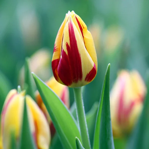 Fleurs Printemps Pétales Tulipes Flore — Photo