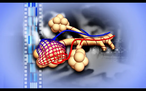 Цифрова Ілюстрація Альвеолів Кольоровому Фоні — стокове фото