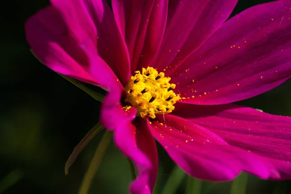 Festői Kilátás Gyönyörű Százszorszépek Virágok — Stock Fotó