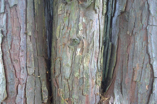 Baumrinde Naturholz Strukturiert — Stockfoto
