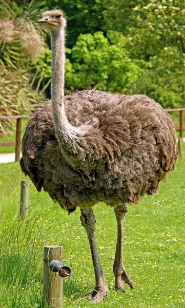 Schilderachtig Uitzicht Prachtige Struisvogels Natuur — Stockfoto
