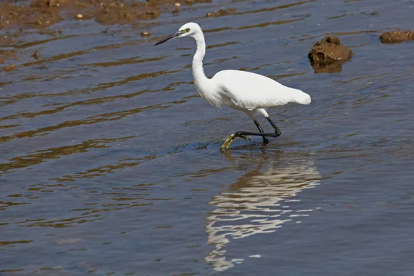 白鳥の鳥動物の野生動物 — ストック写真