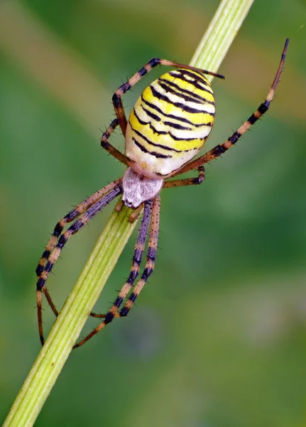 Zebří Pavouk Strašidelné — Stock fotografie
