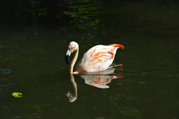 Rosa Flamingos Fundo Natural — Fotografia de Stock