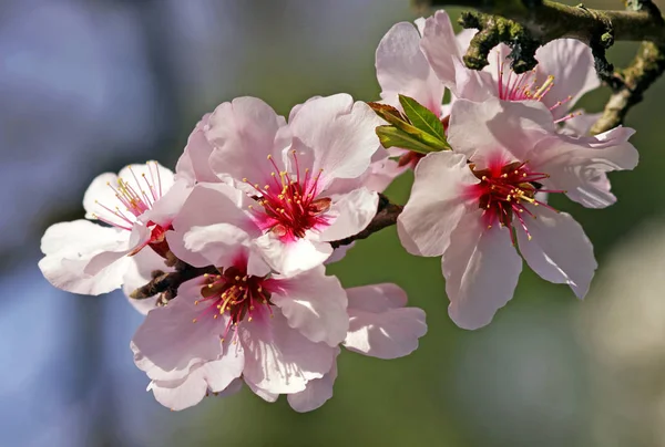 Blommor Äkta Sötmandel Prunus Dulcis — Stockfoto