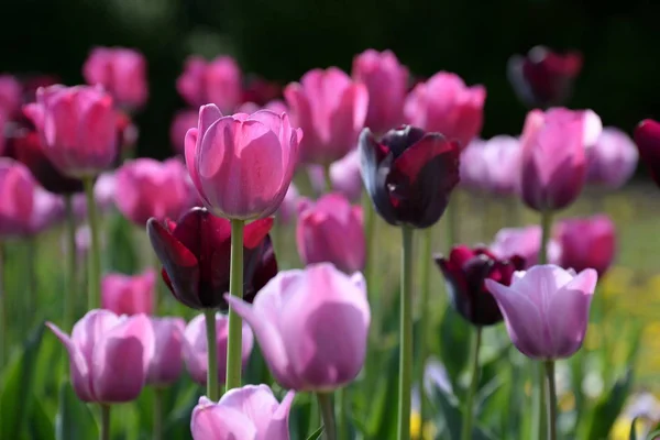 Blühende Frühlingstulpen Blumen — Stockfoto