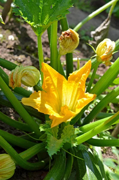 Žluté Lilie Květiny Zahradě — Stock fotografie