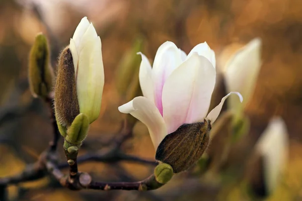 Magnolia Bloemen Boom Lenteflora — Stockfoto